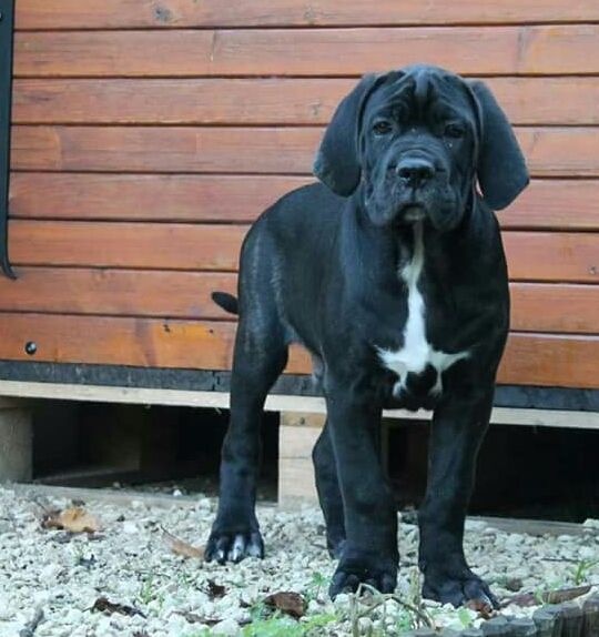 Happiness For A Life - Cane Corso - Portée née le 11/07/2015