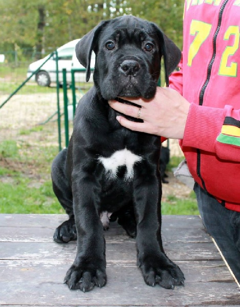 Happiness For A Life - Cane Corso - Portée née le 04/09/2013